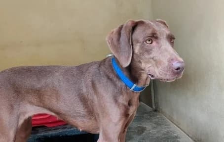 TCHOUPI, female 3yo Mixed Breed for adoption at SPA de Basse-Normandie, Verson