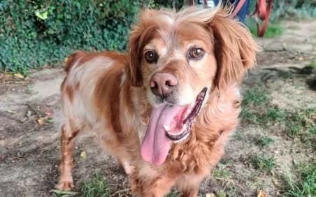 NOVAK, male senior Mixed Breed for adoption at SPA de Basse-Normandie, Verson