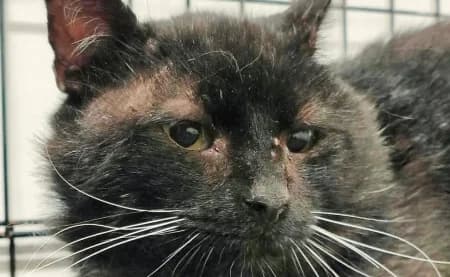 DADOU (EN SAUVETAGE), male 4yo European Shorthair for adoption at SPA de Basse-Normandie, Verson