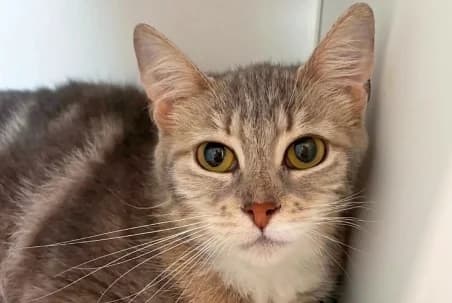 PEPITA (EN SAUVETAGE), female 6yo European Shorthair for adoption at SPA de Basse-Normandie, Verson