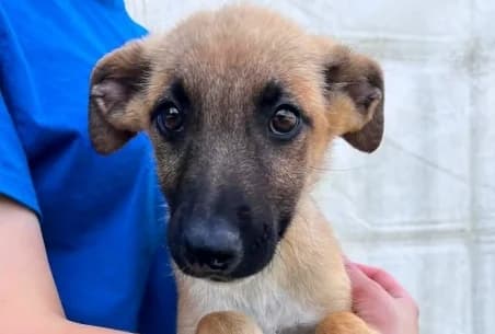 BOB, male puppy mixed breed for adoption at SPA de Basse-Normandie, Verson