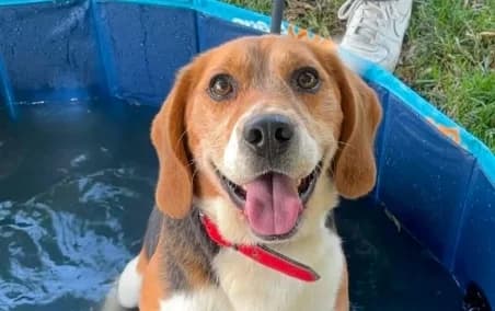 RILOW –, male 5yo Mixed Breed for adoption at SPA de Basse-Normandie, Verson