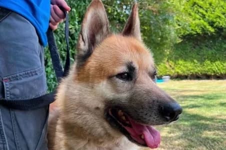 SNOW, male 4yo Husky for adoption at SPA de Basse-Normandie, Verson