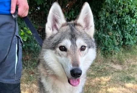 MILEENA, female senior Husky for adoption at SPA de Basse-Normandie, Verson