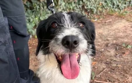 SAIAN, male 5yo Mixed Breed for adoption at SPA de Basse-Normandie, Verson