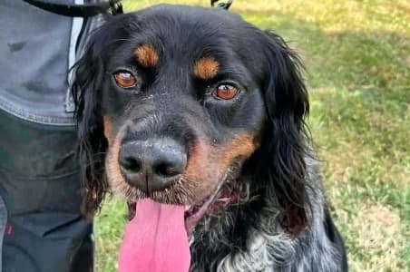 TAPAS, male 4yo Mixed Breed for adoption at SPA de Basse-Normandie, Verson