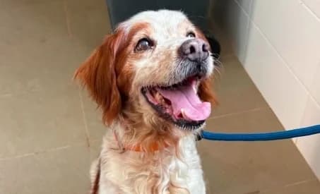 HERMINE (OPÉRATION DOYEN), female senior Mixed Breed for adoption at SPA de Basse-Normandie, Verson