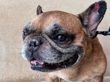 PSYCHO, male senior Mixed Breed for adoption at SPA de Basse-Normandie, Verson