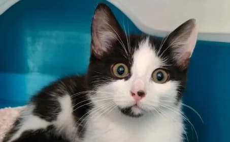 CHOPIN, male puppy European Shorthair for adoption at SPA de Basse-Normandie, Verson