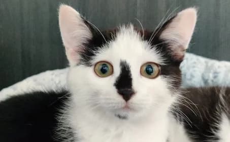 CASSIOPÉE –, female puppy European Shorthair for adoption at SPA de Basse-Normandie, Verson