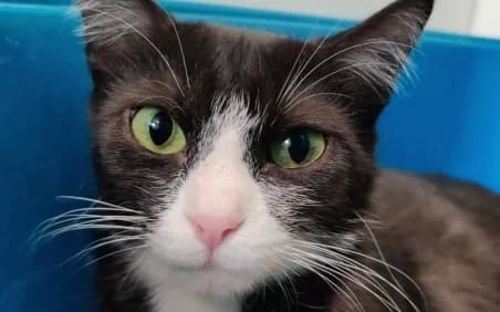 LENA, female puppy European Shorthair for adoption at SPA de Basse-Normandie, Verson