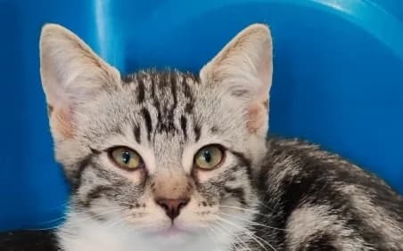 MOZART, male puppy European Shorthair for adoption at SPA de Basse-Normandie, Verson