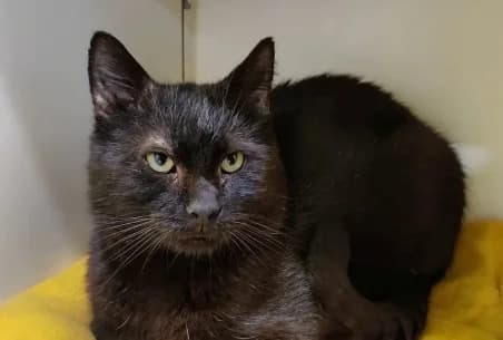 CAMILLO (EN SAUVETAGE), male 6yo European Shorthair for adoption at SPA de Basse-Normandie, Verson