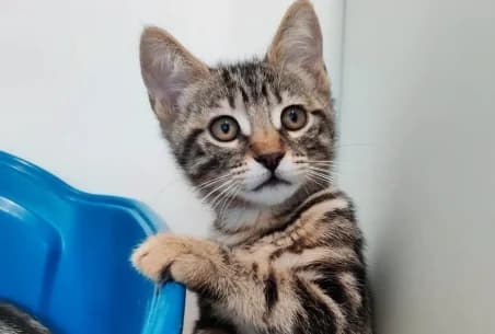 ARTHUR –, male puppy European Shorthair for adoption at SPA de Basse-Normandie, Verson