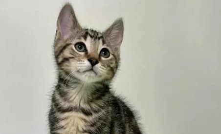 LATOYA, female puppy European Shorthair for adoption at SPA de Basse-Normandie, Verson