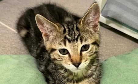MICKAEL, male puppy European Shorthair for adoption at SPA de Basse-Normandie, Verson