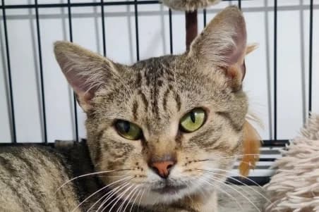 MARTY (EN SAUVETAGE), male puppy European Shorthair for adoption at SPA de Basse-Normandie, Verson