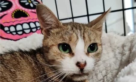 ATHENA (EN SAUVETAGE), female young European Shorthair for adoption at SPA de Basse-Normandie, Verson