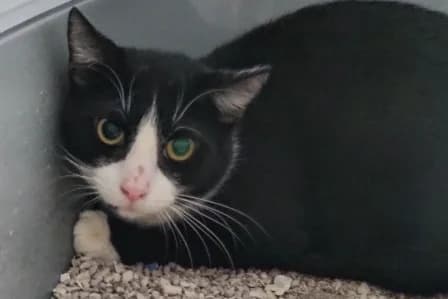 MONOÏ, male 3yo European Shorthair for adoption at SPA de Basse-Normandie, Verson