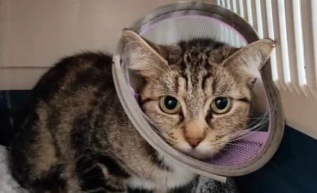 LIBERTY, female puppy European Shorthair for adoption at SPA de Basse-Normandie, Verson