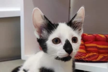 YUKA, female puppy European Shorthair for adoption at SPA de Basse-Normandie, Verson