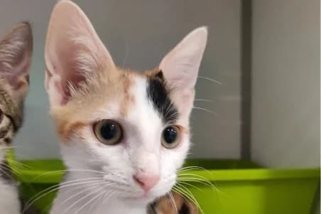 MARTINE, female puppy Mixed Breed for adoption at SPA de Basse-Normandie, Verson