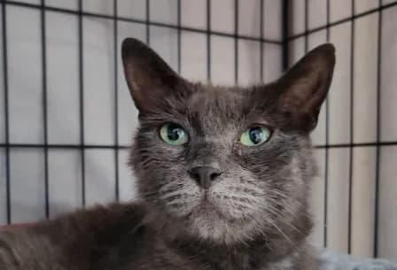 GRIZELDA, female young European Shorthair for adoption at SPA de Basse-Normandie, Verson