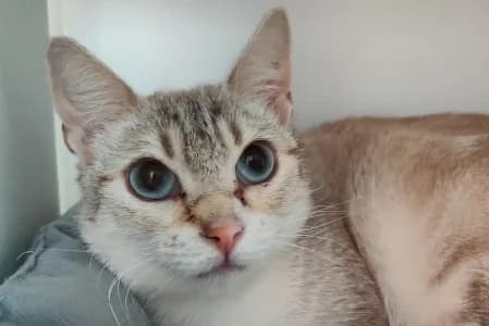 LUNE (EN SAUVETAGE), female 6yo European Shorthair for adoption at SPA de Basse-Normandie, Verson