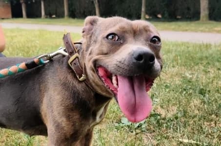 LOUCHKA –, female 3yo Mixed Breed for adoption at SPA de Basse-Normandie, Verson
