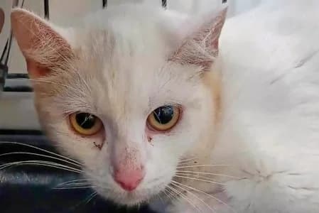 KUUMA –, female 3yo European Shorthair for adoption at SPA de Basse-Normandie, Verson