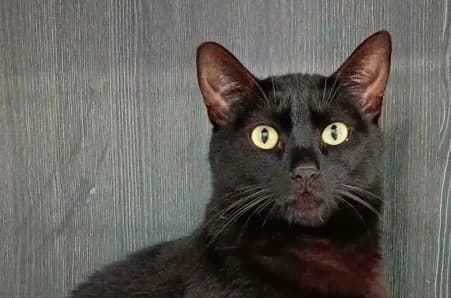 PEPITO, male young European Shorthair for adoption at SPA de Basse-Normandie, Verson