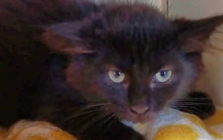 QITA, female puppy European Shorthair for adoption at SPA de Basse-Normandie, Verson