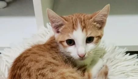 QAMAR, male puppy European Shorthair for adoption at SPA de Basse-Normandie, Verson