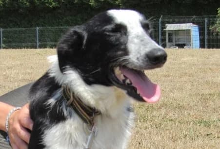 ATLAS, male puppy Border Collie for adoption at SPA de Basse-Normandie, Verson