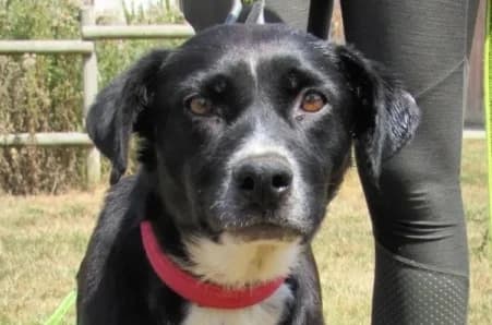 POUPSY, female 7yo Labrador Retriever for adoption at SPA de Basse-Normandie, Verson