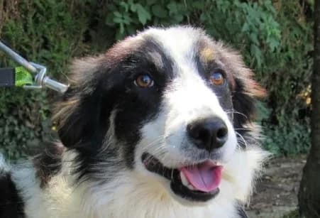 ARES, male puppy Border Collie for adoption at SPA de Basse-Normandie, Verson