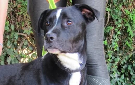 ADELIA –, female puppy Border Collie for adoption at SPA de Basse-Normandie, Verson