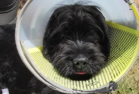 BOWIE –, Mixed Breed (SPA de Basse-Normandie)