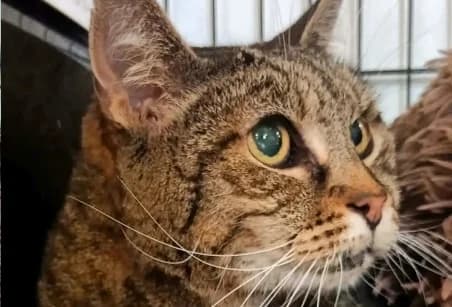 THÉO (OPÉRATION DOYEN) Réservé, European Shorthair (SPA de Basse-Normandie)