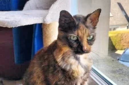 NESTA (EN SAUVETAGE), female senior European Shorthair for adoption at SPA de Basse-Normandie, Verson