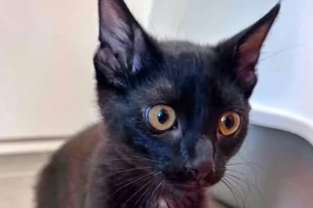 ZIPPY, European Shorthair (SPA de Basse-Normandie)