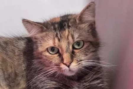 JOLIE, female young European Shorthair for adoption at SPA de Basse-Normandie, Verson