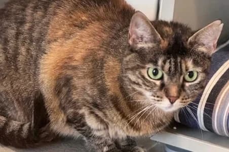 MIREILLE, female 3yo European Shorthair for adoption at SPA de Basse-Normandie, Verson