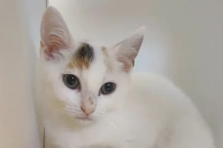 MACARONI –, female puppy European Shorthair for adoption at SPA de Basse-Normandie, Verson