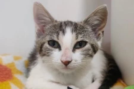 COQUILLETTE –, female puppy European Shorthair for adoption at SPA de Basse-Normandie, Verson