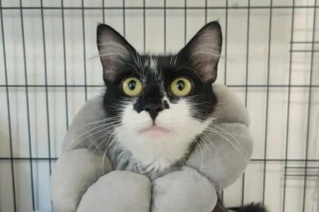 VIOLETTE, female young European Shorthair for adoption at SPA de Basse-Normandie, Verson