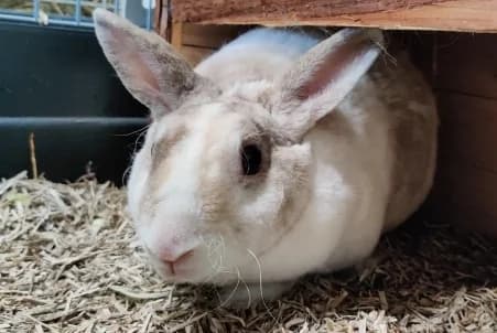 GREGORIA, female young Mixed Breed for adoption at SPA de Basse-Normandie, Verson