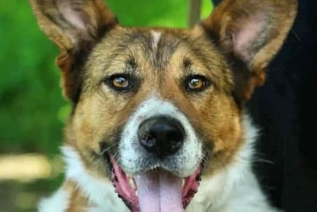 YANIS, male 3yo mixed breed for adoption at SPA de Basse-Normandie, Verson