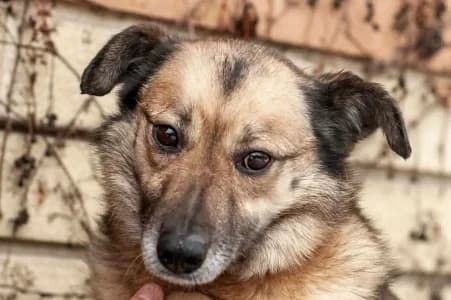 CAISY –, female 3yo mixed breed for adoption at SPA de Basse-Normandie, Verson