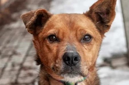NAYDA, female 5yo mixed breed for adoption at SPA de Basse-Normandie, Verson